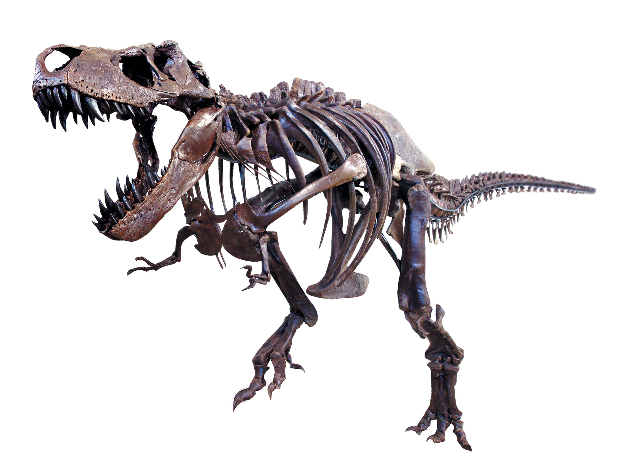 'Bucky' the Tyrannosaurus rex